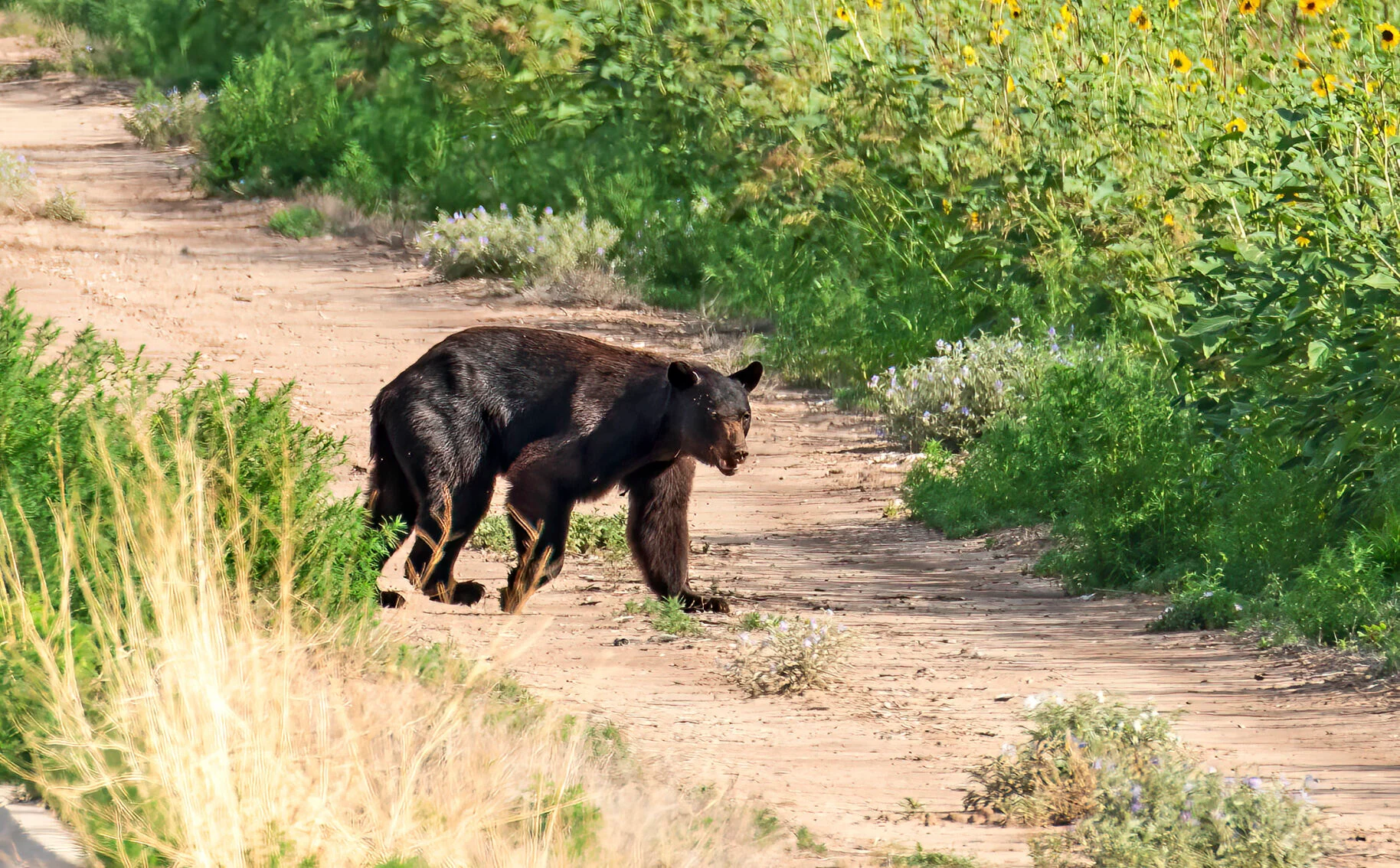 Four bears killed on Interstate 25 south of Santa Fe