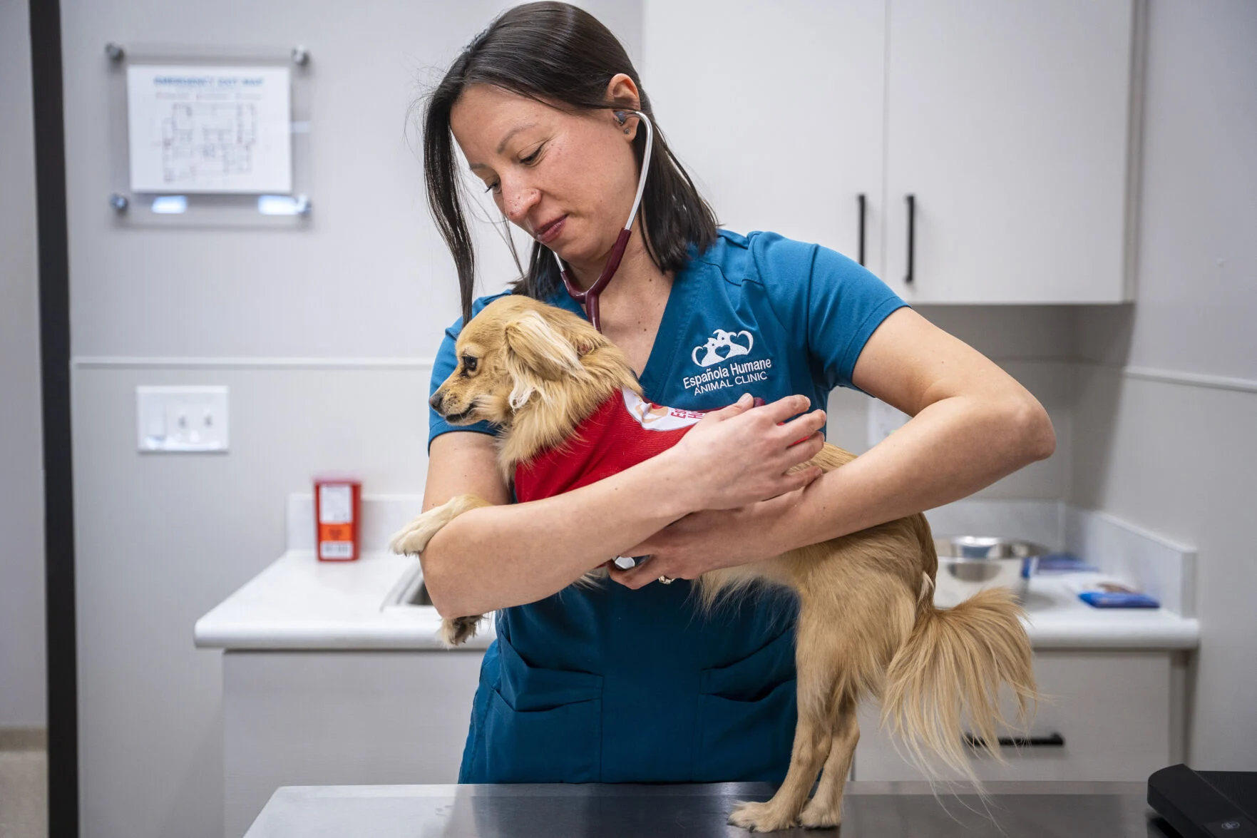 Report details ‘systemic failures’ in New Mexico’s animal welfare systems, calls for new state agency