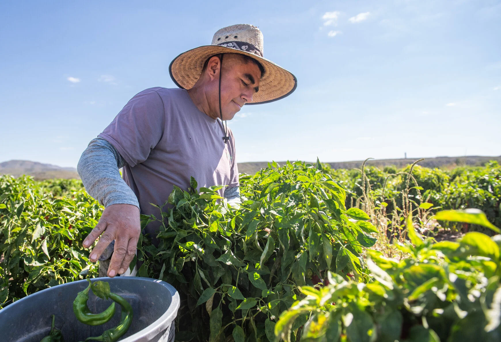 Dearth of water, then deluge: Hatch chiles take hit from weather extremes